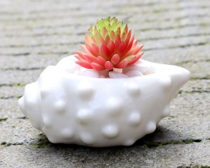 Ceramic Succulent Planter Set of 6, Shell Shape — Atrium NH-662