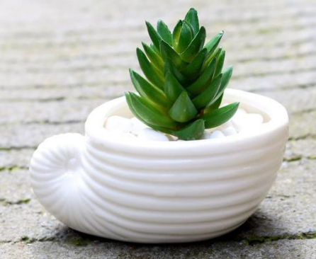 Ceramic Succulent Planter Set of 6, Shell Shape — Atrium NH-662