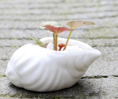 Ceramic Succulent Planter Set of 6, Shell Shape — Atrium NH-662