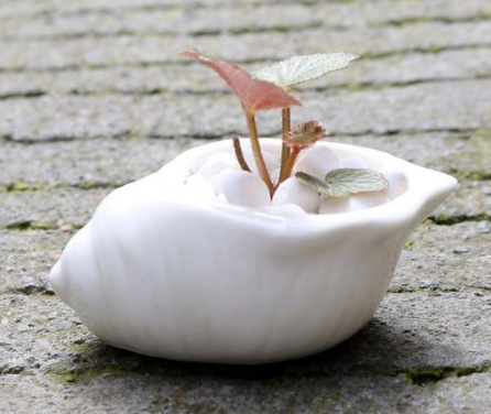 Ceramic Succulent Planter Set of 6, Shell Shape — Atrium NH-662