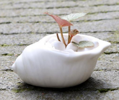 Ceramic Succulent Planter Set of 6, Shell Shape — Atrium NH-662