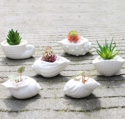 Ceramic Succulent Planter Set of 6, Shell Shape — Atrium NH-662