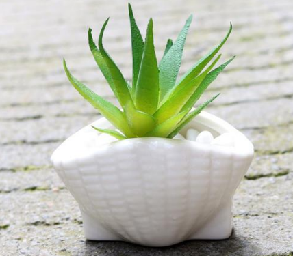 Ceramic Succulent Planter Set of 6, Shell Shape — Atrium NH-662