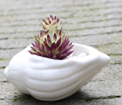 Ceramic Succulent Planter Set of 6, Shell Shape — Atrium NH-662