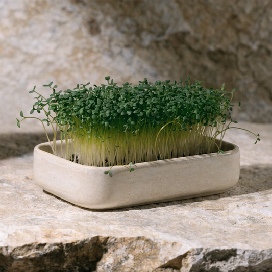 Sprout Microgreen Tray Stoneware