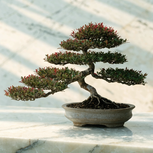 Japanese Maple Bonsai