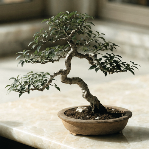Chinese Elm Bonsai