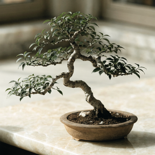 Chinese Elm Bonsai