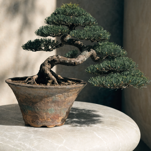Japanese Black Pine Bonsai