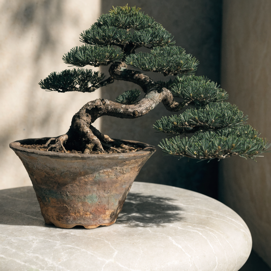 Japanese Black Pine Bonsai