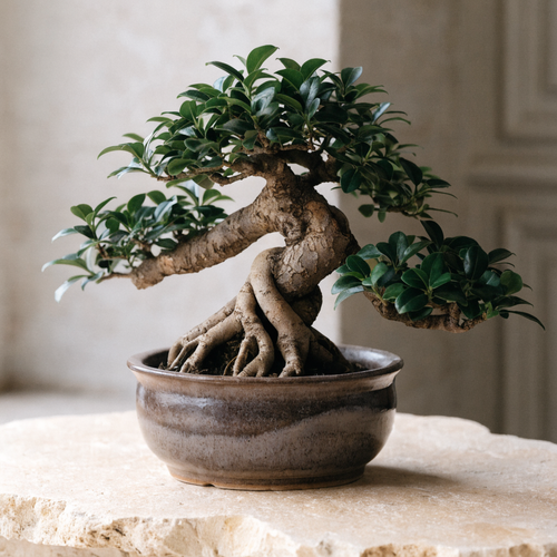 Ficus Bonsai