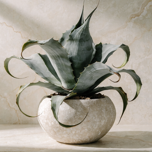 Century Agave