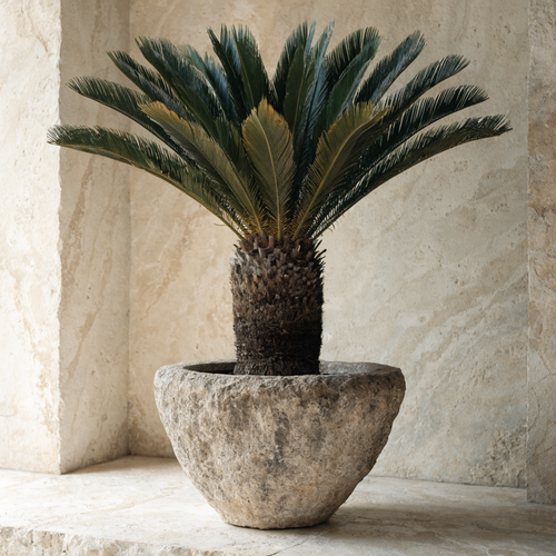 Sago Palm Cycad